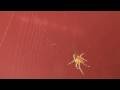 nettoyage d'une toile par une araignée